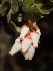 Arctostaphylos purissima