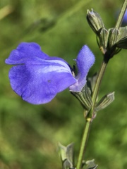 Salvia reptans