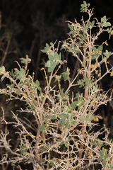 Symphoricarpos longiflorus