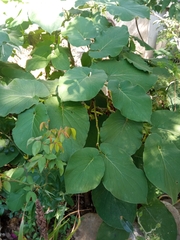 Piper auritum