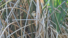 Phleocryptes melanops