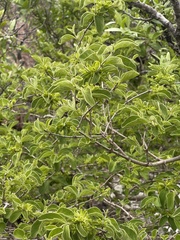 Vangueria macrocalyx