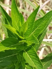 Mentha spicata