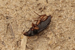 Harpalus pensylvanicus