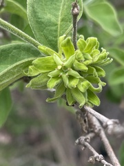 Vangueria macrocalyx
