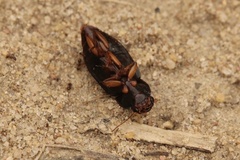 Harpalus pensylvanicus