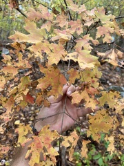 Acer leucoderme
