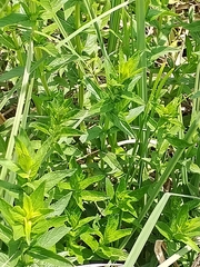 Mentha spicata
