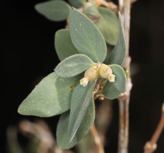 Symphoricarpos longiflorus