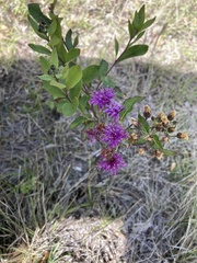 Vernonia baldwinii