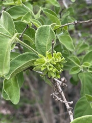 Vangueria macrocalyx