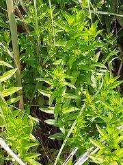 Mentha spicata