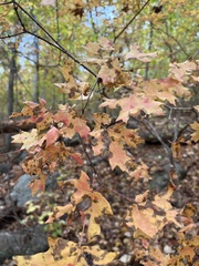 Acer leucoderme