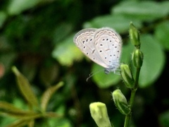 Zizula hylax pygmaea
