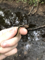 Thamnophis saurita saurita