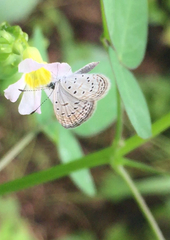 Zizula hylax pygmaea