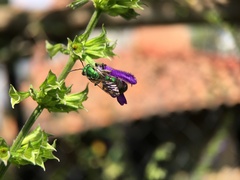 Pseudaugochlora graminea