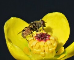 Parhelophilus rex