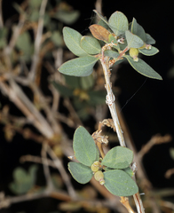 Symphoricarpos longiflorus