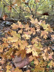 Acer leucoderme