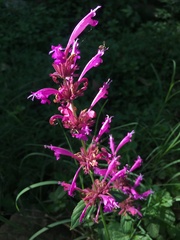 Agastache mexicana