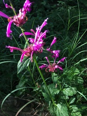 Agastache mexicana