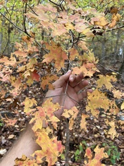 Acer leucoderme