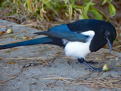 Pica hudsonia