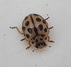 Tytthaspis sedecimpunctata