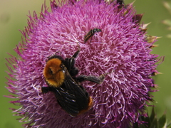 Bombus bellicosus