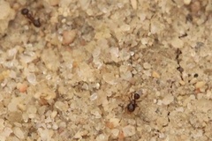 Tetramorium immigrans