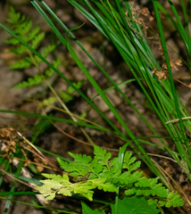Cystopteris protrusa