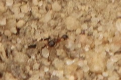 Tetramorium immigrans