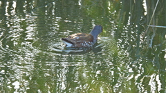 Porphyriops melanops