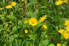 Doronicum