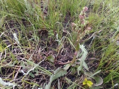 Rumex lanceolatus