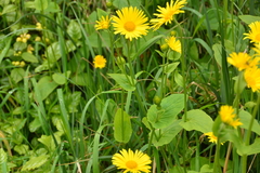 Doronicum