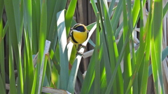 Tachuris rubrigastra