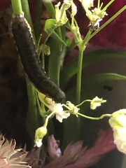 Spodoptera latifascia