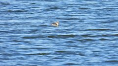 Podiceps occipitalis