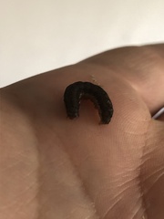 Spodoptera latifascia