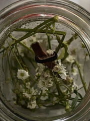 Spodoptera latifascia