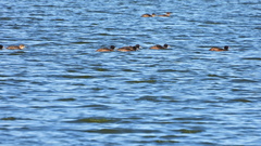 Heteronetta atricapilla