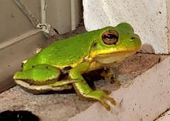 Hyla gratiosa