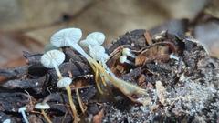 Strobilurus conigenoides