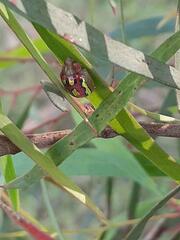 Paropsisterna nobilitata