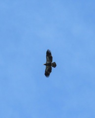 Haliaeetus leucocephalus leucocephalus