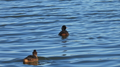 Heteronetta atricapilla