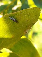 Pseudopantilius australis