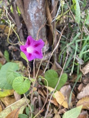 Ipomoea purpurea
